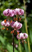Lilium martagon (Martagon Lily).jpg