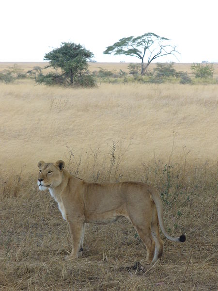 File:Lioness Serengeti September 2006.jpg