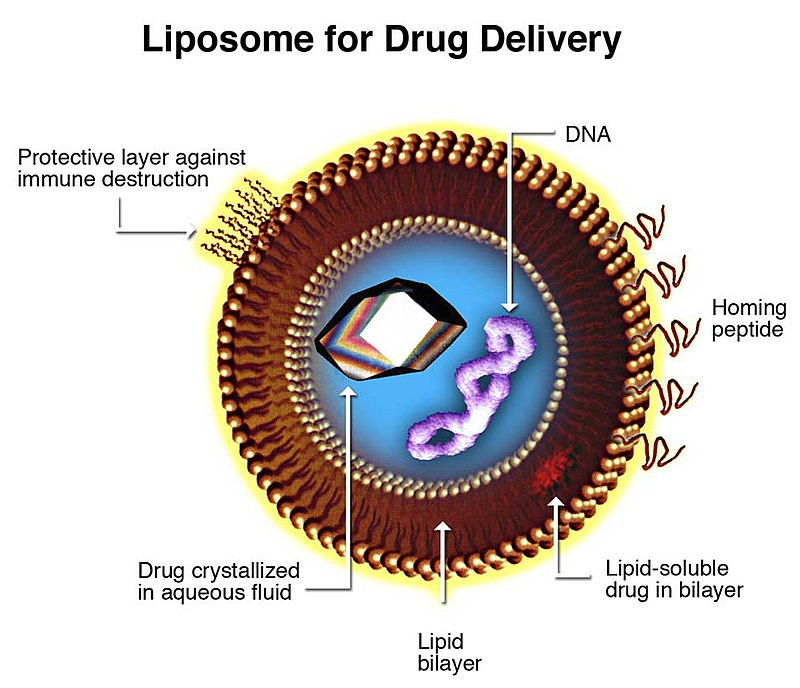 Toxicity of Polymeric Nanodrugs as Drug Carriers