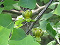 Schineesk tulpenbuum (Liriodendron chinense)