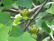 Liriodendron chinense1.jpg