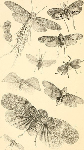 File:List of the specimens of homopterous insects in the collection of the British Museum (1852) (14802467243).jpg