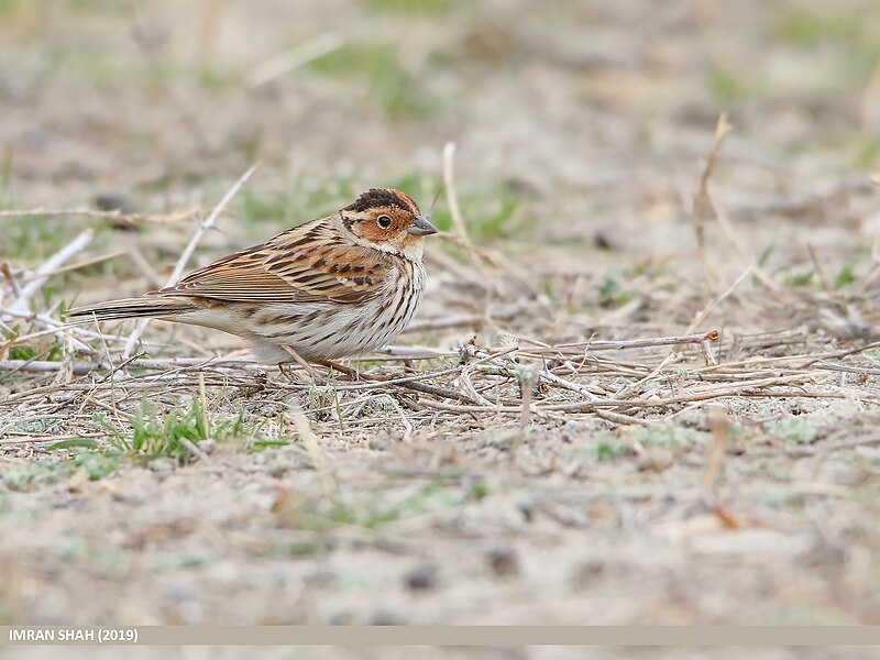 File:Little Bunting (Emberiza pusilla) (47859102132).jpg