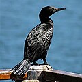 Little black cormorant