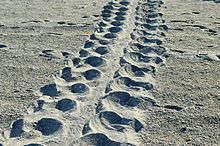 Loggerhead turtle track on a beach in Sanibel Loggerhead turtle track Sanibel Island Florida.JPG