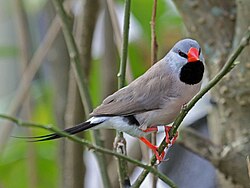 Vink met lange staart RWD1.jpg