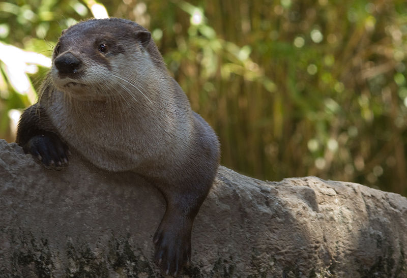 File:Lontra canadensis NewOrleans.jpg