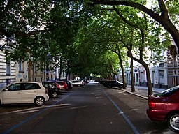 Pohled do ulice s korunami stromů