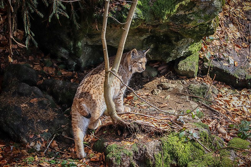 File:Luchs im Nationalpark Bayerischer Wald 8.jpg