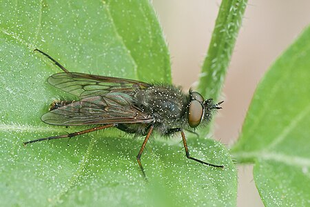 ♂ Thereva sp. (Stiletto Fly)