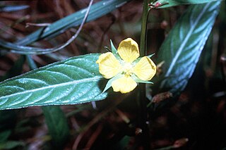 <i>Ludwigia alternifolia</i> Species of flowering plant in the willowherb family Onagraceae