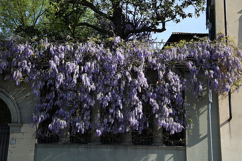 File:Lungarno diaz 4, giardino di palazzo malenchini con glicine in fiore 04.jpg