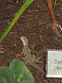 Possibly a baby lizard, or just a small bearded dragon, inside the tropical dome section of the Mount Coot-tha Botanic Gardens. It frightened me more than I frightened it.