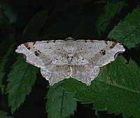 Macaria alternata.jpg