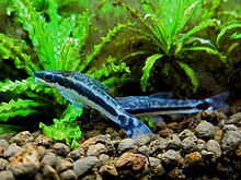 Macrotocinclus affinis търси водорасли.jpg