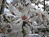 šácholan (Magnolia stellata)