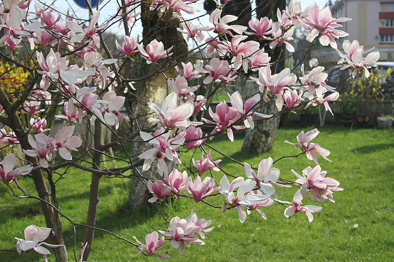 File:Magnolia soulangeana 2.JPG