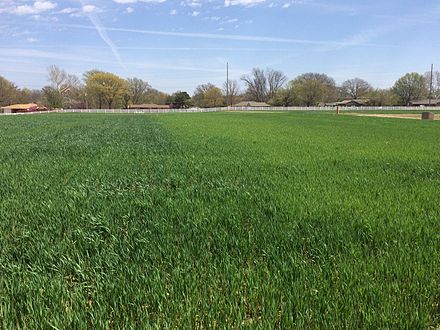 Photo taken April 2, 2015. Note unfertilized plot to right, clearly showing yellowed wheat growth compared to fertilized on left Magruder plot.jpg
