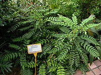 Mahonia oiwakensis