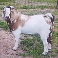 Male_goat_1