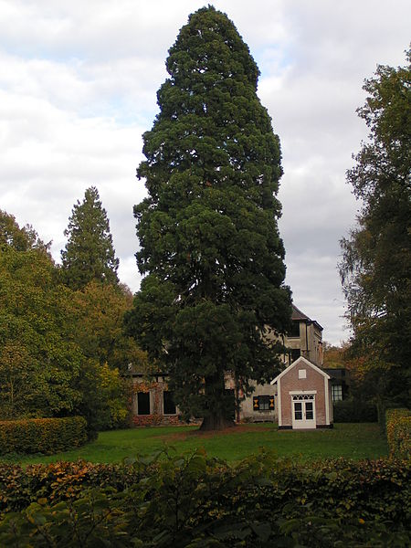 File:Mammoetboom.Boxtel.okt.2007.jpg