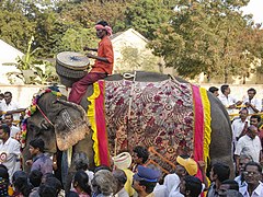 Man Riding an Elephant in a Pongal Festival Parade in Namakkal, Tamil Nadu