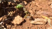 Файл: Mantis Religiosa, поедающий Thaumetopoea pityocampa.webm