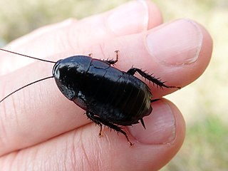 <i>Maoriblatta</i> Genus of cockroaches