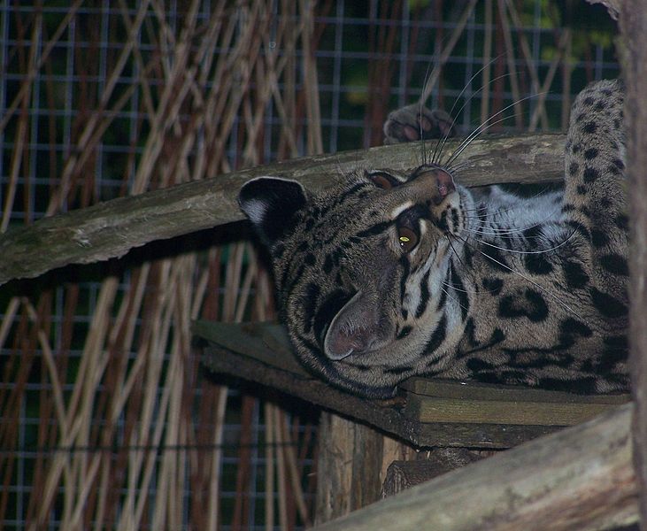 File:Margay calviac.JPG