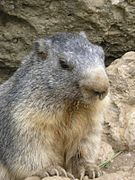 Marmota marmota Alpine marmot