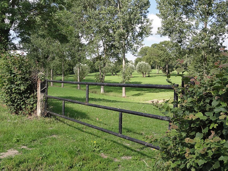 File:Maroilles (Nord, Fr) pyasage, pré pour vaches à fromage.jpg