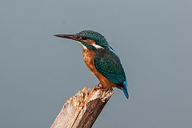 Il martin pescatore, simbolo del parco.