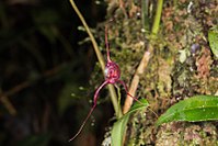 Masdevallia fasciata (17216682285).jpg