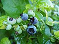 成熟的北极星蓝莓（Vaccinium 'Polaris'）