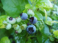 Հասունացող հապալա «Պոլյարիս» (Vaccinium corymbosum)