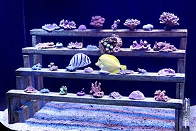 Maui Ocean Center has successfully raised and maintained coral colonies.