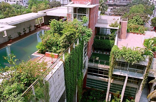 Bangladeshi rooftop garden