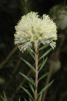 Melaleuca alternifolia - Wikipedia