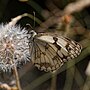 Miniatuur voor Bestand:Melanargia lachesis-Echiquier Ibérique-201607083.jpg