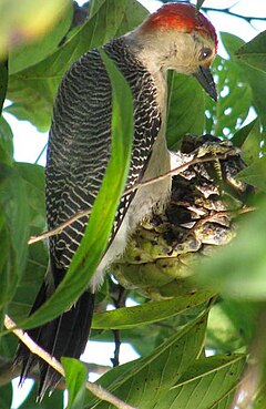 Description de l'image Melanerpes santacruzi dubius.jpg.