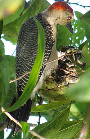 Описание изображения Melanerpes santacruzi dubius.jpg.