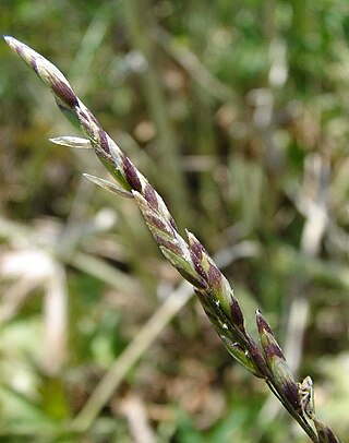 <i>Melica bulbosa</i> Species of flowering plant