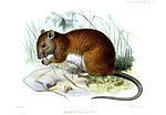 Thumbnail for Black-tailed mosaic-tailed rat