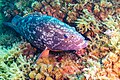 * Nomination Dusky grouper (Epinephelus marginatus), Cabo de Palos, Spain --Poco a poco 03:42, 23 May 2023 (UTC) * Promotion  Support Good quality. --Rjcastillo 03:49, 23 May 2023 (UTC)