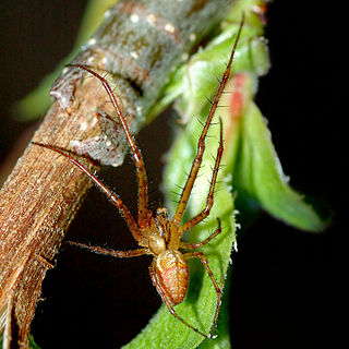 <span class="mw-page-title-main">Long-jawed orb weaver</span> Family of spiders