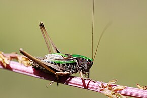 Popis tohoto obrázku, také komentován níže