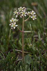 Micranthes reflexa