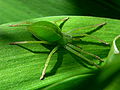 Micrommata virescens, Familie: Sparassidae