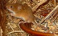 Harvest mouse (Micromys minutus)