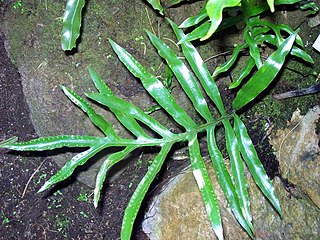 <i>Zealandia pustulata <span style="font-style:normal;">subsp.</span> howensis</i> Subspecies of fern